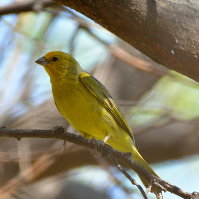 Saffron Finch